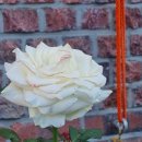 불광동성당 성경필사 (2025.11.06.No.26)창세기(22장1~24절)＜아브라함이 이사악을 제물로바치다＞＜아브라함의 아우 나호 르 이미지