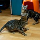 효민님의 뱅갈고양이 이미지