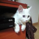 몽실네
