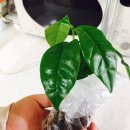 예쁜커피나무 이미지