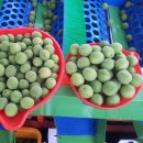 성실농원 이미지