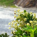 팔손이 Fatsia japonica (Thunb.) Decne. & Planch. 이미지