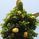 이곡장미공원 이미지