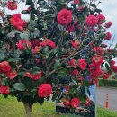 안덕면사무소 앞 이미지