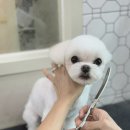 피카소 동물병원 미용 이미지