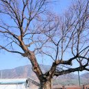 느티나무 이미지