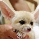 여우요가 이미지