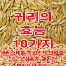 귀리의 효능 10가지 이미지