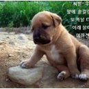 예 Daum카페