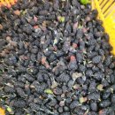 짱가농장 | #오디따기번개 #후기