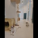 아이조아 캣파크 서울점 | [이태원 호텔 숙소 추천!] 아이조아캣파크 서울점 이태원 아이조아캣파크, 반려동물 친화적인 공간