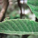 비파열매, 비파잎의 효능 이미지