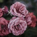 로즈(Rose) 이미지