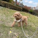 도담이 | 서산 반려견 장기 호텔 후기ㅣ도담이의 30일 리츠펫 생활기