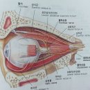 눈의 구조와 기능 이미지