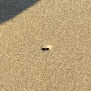 마검포해수욕장 이미지