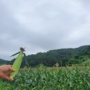 우리두리농장 이미지