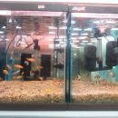 D.C 백화점 이미지