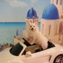 까꿍이 하우스 이미지