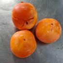 풍년식품기계 이미지