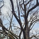 방학동 은행나무 이미지