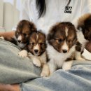 동행 애견 돌봄센터 부산점 강아지 고양이 무료분양 | 반려견과의 행복한 동행, 오정구 애견분양 가이드: 설렘 가득한 첫 만남 준비하기