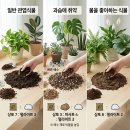 황금비료 티스토리