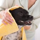 애견미용사 3급 자격증 과정 1 이미지