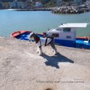 더원펜션 블루 | 영덕 가볼만한곳 더원애견동반펜션으로 가족여행 다녀왔어요.