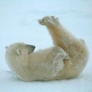 다이어트요가-A 이미지