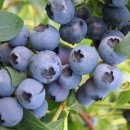 오빌농장 이미지