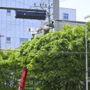 하나로 가로수 정비사업 | 광주, 가로수 16만 그루 정비…쾌적한 거리 환경 만든다