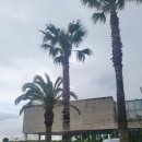 제주리조트 | 제주 서귀포 벨룸리조트 후기 ㅣ 가족여행 독채 숙소