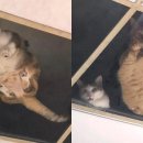 젤리도그 이미지