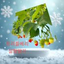 서상농장 이미지