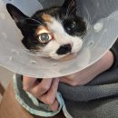 천동물병원 | 광명 동물병원) 고양이 "로또" 건강검진 후기 (스트레스성 위염 혹은 변비로 인한 구토)