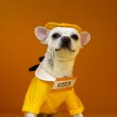 놀러오개 애견유치원 애견호텔(화성 병점진안점) 이미지