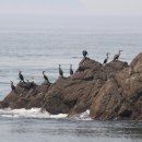 안흥유람선 이미지