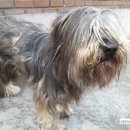 이쁘개 이동미용 이미지