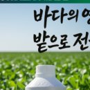 켈프