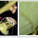 만두나무 이미지