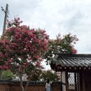 담서원 | 대구 배롱꽃 계절, 서계서원