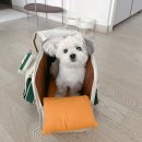 티모아 | 강아지와 외출 필수템ㅣ 편안하고 예쁜 수납대마왕, 몽모아티 어썸백 후기