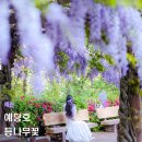 예산꽃 | 예산 예당호 등나무꽃 실시간 개화 현황(26.04.26 기준)