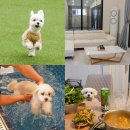 봄가을 애견미용 | 태안 안면도 애견동반펜션 강아지와 뛰어놀았던 블루독 후기