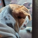 내사랑땡구 이미지