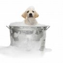 퐁퐁파피 이미지