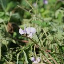 동부 Vigna unguiculata (L.) Walp. 이미지