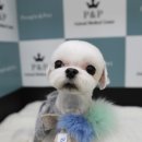 정우 P&P | 말티 곰돌이컷 미용, 강아지 인플루엔자 접종 꼭 해야하나요[송파 분당애견미용]