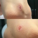 이파마시동물약국 | 11월 첫째 주